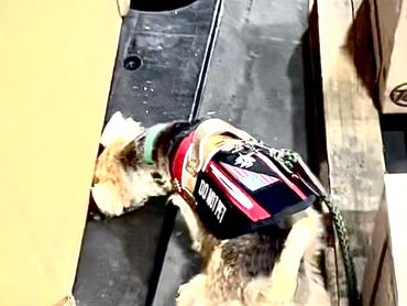 Dog Searching for rodents