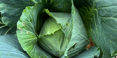 A small head of cabbage holding broccolini and peas
