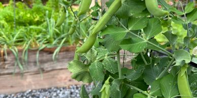 Snap peas hanging on a trellis with garlic growing in the background