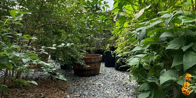 Garden pathway surrounded by greenery
