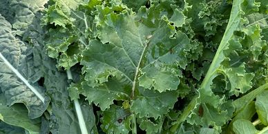 A tray of kale, radish, collards, and lettuce