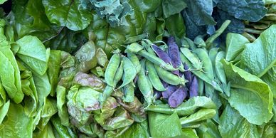 A large harvest of lettuce, peas, kale, collards, and swiss chard