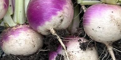 A late spring harvest of turnips, zucchini, collards, peas, and a small head of cabbage