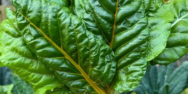 Bright colorful swiss chard