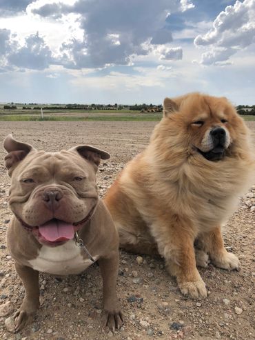 Happy Days Pet drops with 1500mg Super Spectrum extract for dogs and cats.