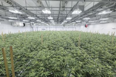 Indoor cannabis grow room with numerous plants under artificial lights.