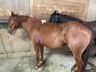 Two horses tied in a stable.