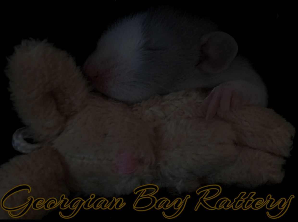 Rat bite fever negative rattery