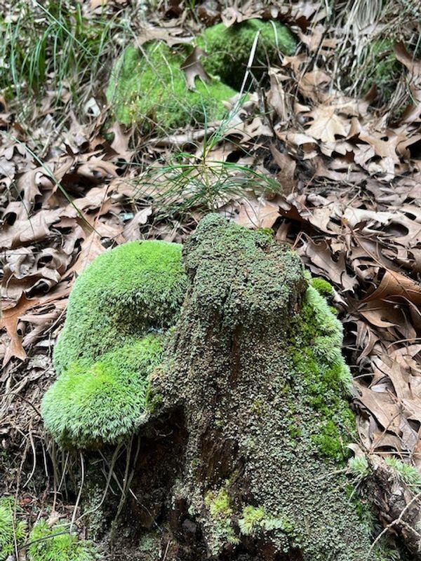 Many types of mosses