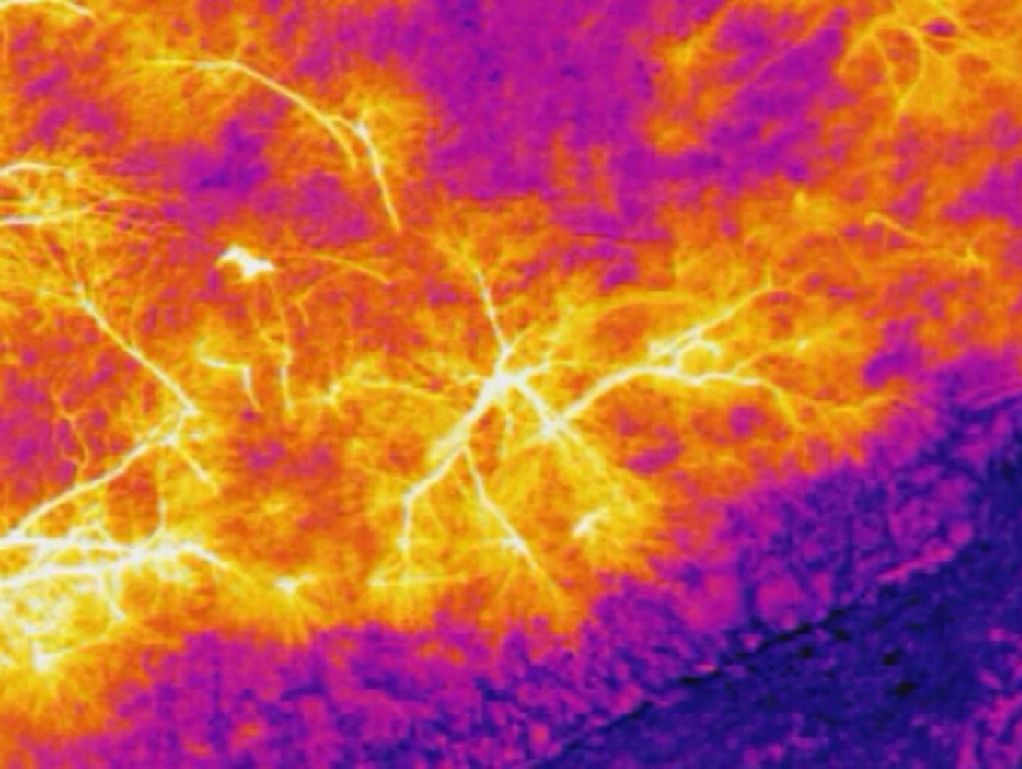 thermal wildlife tracking deer tracking