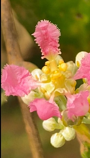 Close-up of a delicate flower with pink fringed petals and yellow center.