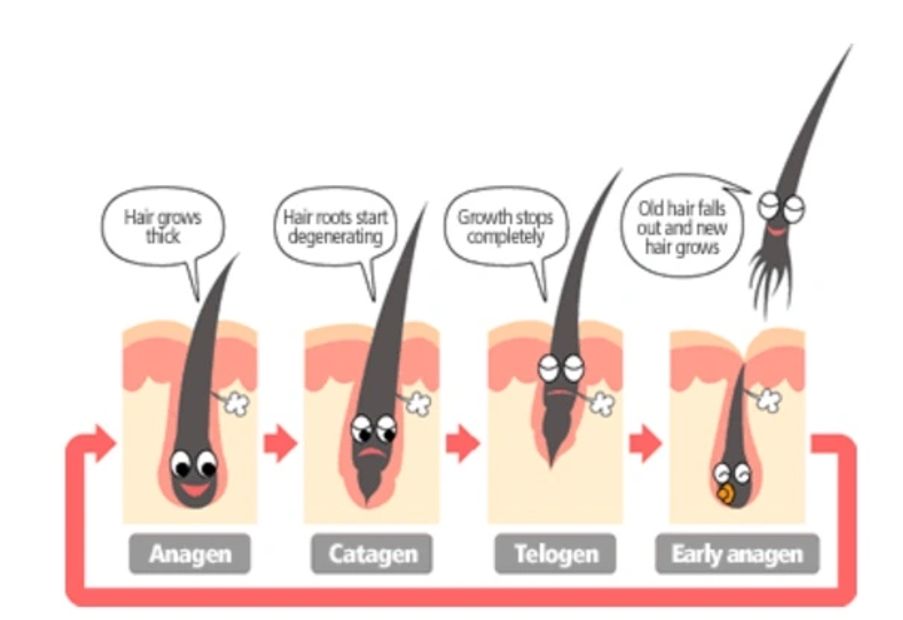 We offer damage free eyelash extensions by applying them properly and understanding the growth cycle