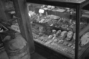 Various skulls and bones