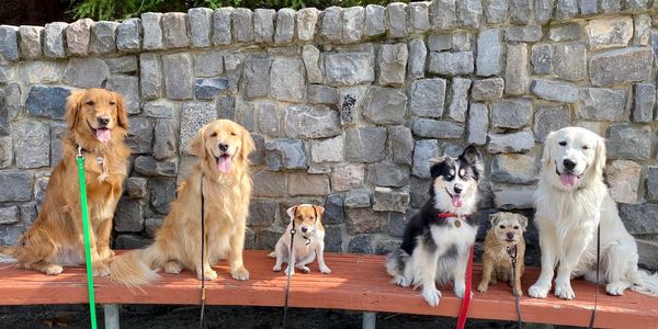 Dog & Puppy Training for the real-world