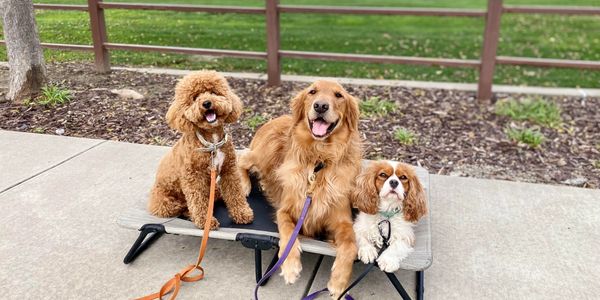 Dog Training with a Goldendoodle, Golden Retriever, and Cavalier King Charles Spaniel