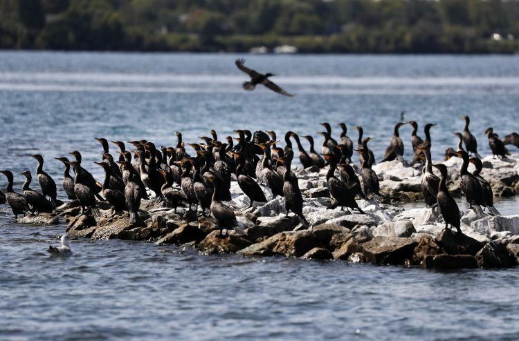 Cormorants on the rock reef on Brevort Lake.