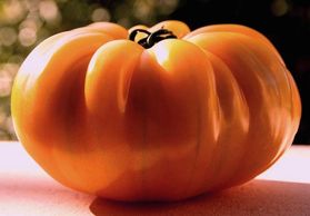 Amana Orange Tomato - Heirloom