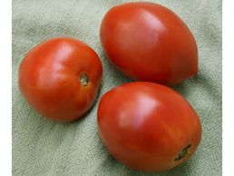 Amish Paste Tomato - Heirloom