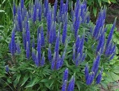 Veronica spiccata Royal Candles