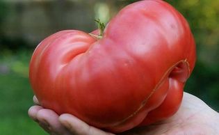 Aunt Ginny’s Purple Tomato - Heirloom
