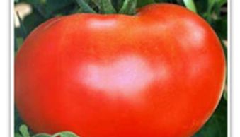 Better Boy Tomato Garden Hybrid