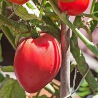 Anna Russian Tomato - Heirloom