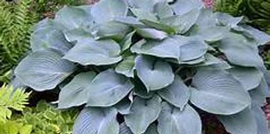 Hosta Blue Angel
