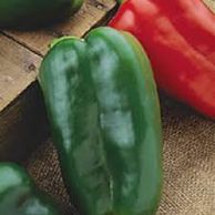 Big Bertha - 70 days - 7" x 3-1/2"
XL pepper. Thick walled and elongated. Very popular home garden