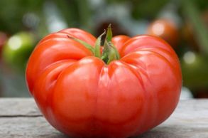 Beefmaster Tomato Garden Hybrid
