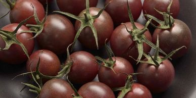 Chocolate Cherry Tomato Garden Open Pollinated