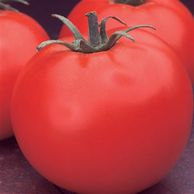 Celebrity Tomato Garden Hybrid