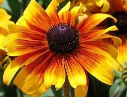 Rudbeckia Marmalade