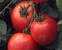 Early Girl Tomato Garden Hybrid