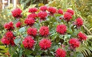 Monarda Fireball