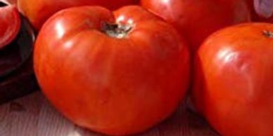 Scarlet Red Tomato - Garden Hybrid Farmer’s Market