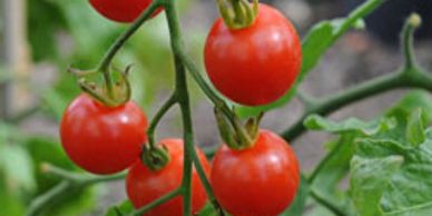 Supersweet 100 Tomato - Garden Hybrid Cherry