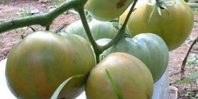 Aunt Ruby’s German Green Tomato - Heirloom