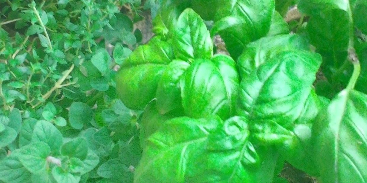 A close up shot of beautiful fresh basil, rosemary and thyme. Each plant it's own shade of green.