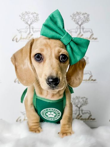 Cute puppy wearing a green bow and apron, looking directly at the camera.