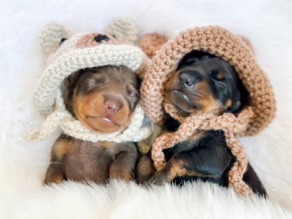 Two adorable puppies sleeping with knitted hats on a soft white blanket.
