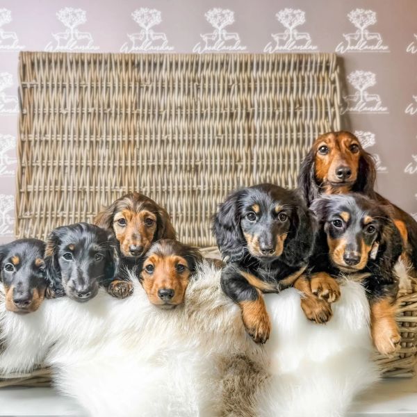 Seven adorable Dachshund puppies resting on a fluffy white blanket in front of a wicker backdrop.