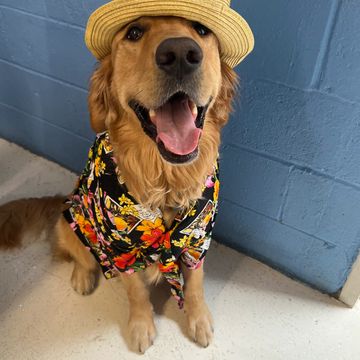 dog friendly resorts
dog boarding hotel newark airport
fur seasons hoboken
dog boarding hoboken rate