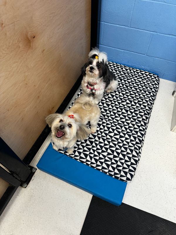 petco dog boarding
petco dog stay
petco dog hotel
long term dog boarding
dog boarding service
jc dog