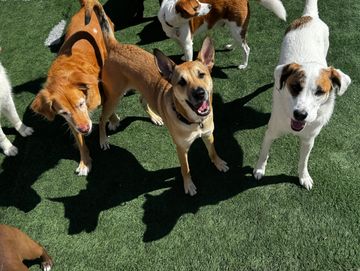 overnight dog boarding rates
dog boarding near me
kennel free dog boarding hoboken
dog hotel jc