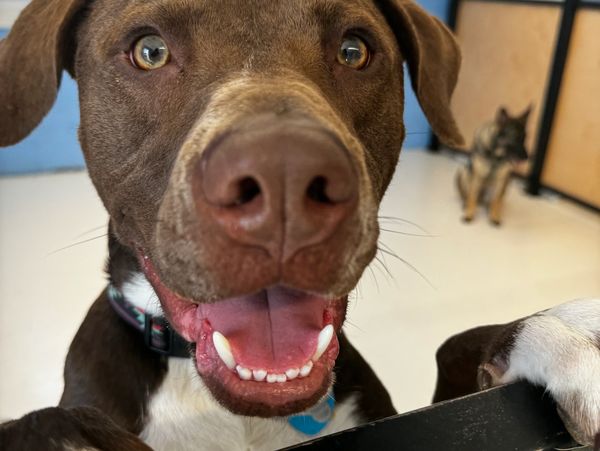 dog babysitter near me
dog boarding prices
24 hour dog daycare near me
dog places near me
dog border
