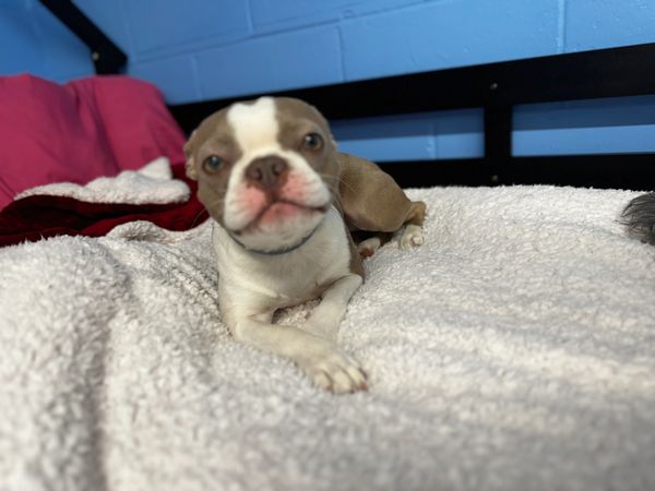 luxury dog care
premium dog stay
doggy daycare and boarding near me
leading dog kennel jersey city