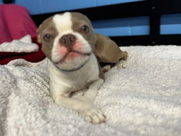 dog boarding weekly rates
kennel dog boarding prices
overnight dog care prices
dog boarding hoboken