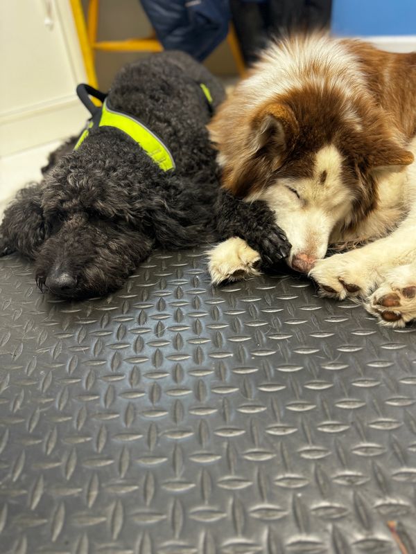 dog enrichment
professional dog care jersey city
safe dog boarding
clean dog boarding
k9dergarten