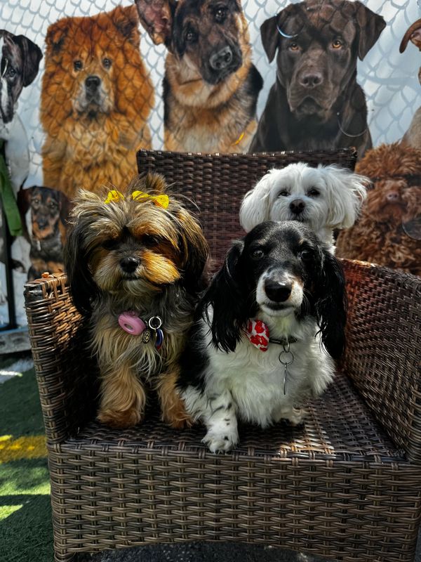private dog boarding near me
senior dog boarding hoboken
small dog boarding jersey city
dog stays jc
