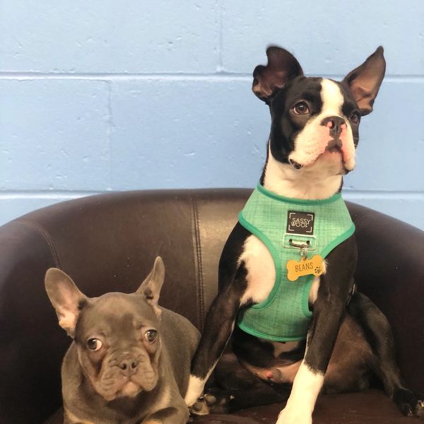 dog vacation resort
dog hotel
dog boarding hoboken
dog boarding jersey city
pet resort hoboken